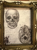 Cadre Gothique - Anatomia do Crânio PL011