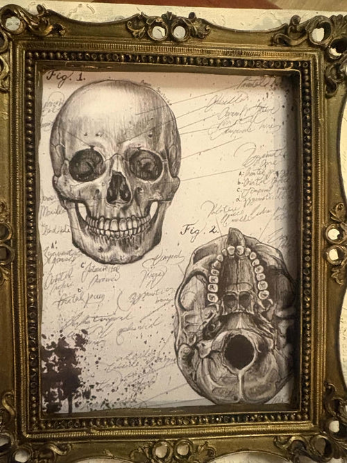 Cadre Gothique - Anatomia do Crânio PL011